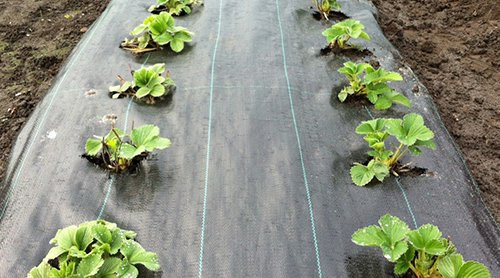 Agroszövet talajtakaró 100G/m2-2,1m-10m